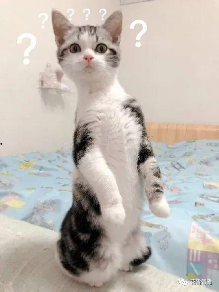 猫咪可以吃冻瓜嘛,冻瓜是否适合猫咪食用？