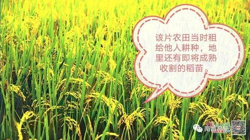 双牌农田新闻头条,绿色农业新篇章，科技赋能农田发展成果显著