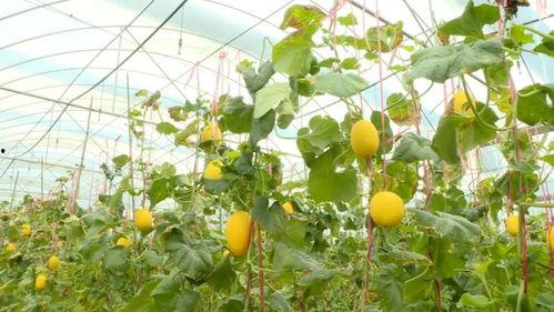 金香吃瓜,揭秘娱乐圈幕后故事