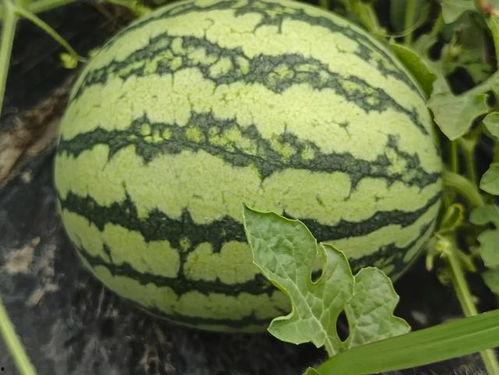 苏州姑苏吃瓜,苏州姑苏区特色美食大揭秘