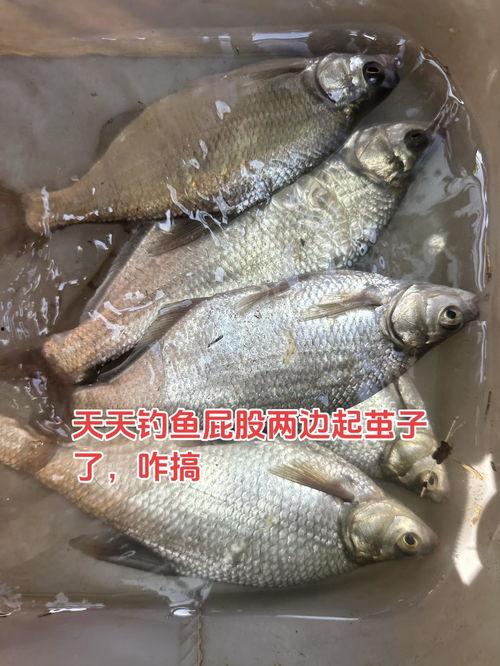 头条鱼的视频在哪里看,头条鱼视频观看攻略，轻松找到热门内容！